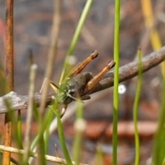 Acrididae sp. (family) at Parma Creek Nature Reserve - 6 Jan 2024