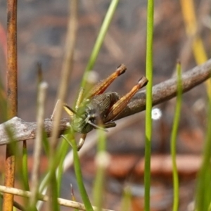 Acrididae sp. (family) at Parma Creek Nature Reserve - 6 Jan 2024