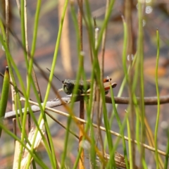 Acrididae sp. (family) at Parma Creek Nature Reserve - 6 Jan 2024