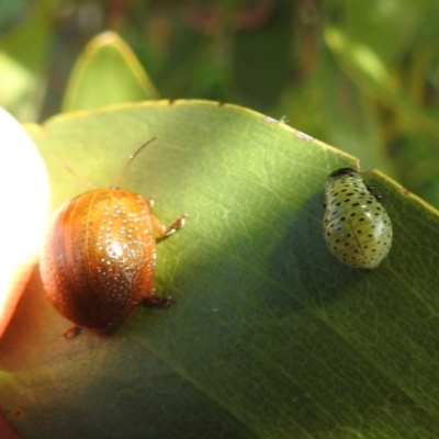 Dicranosterna immaculata (Acacia leaf beetle) at Kambah, ACT - 6 Jan 2024 by MichaelMulvaney