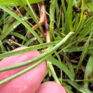 Fimbristylis dichotoma at Kangaroo Valley, NSW - 8 Jan 2024