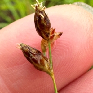 Fimbristylis dichotoma at Kangaroo Valley, NSW - 8 Jan 2024