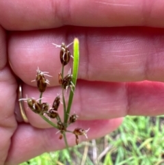 Fimbristylis dichotoma at Kangaroo Valley, NSW - suppressed