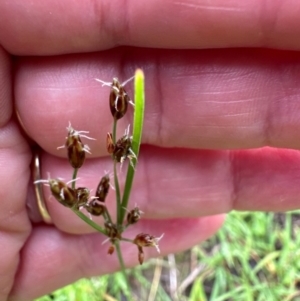 Fimbristylis dichotoma at Kangaroo Valley, NSW - 8 Jan 2024