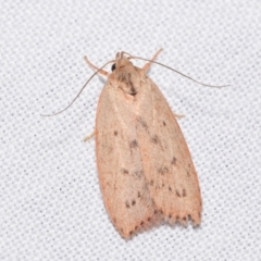 Garrha carnea (A concealer moth) at Jerrabomberra, NSW - 7 Jan 2024 by DianneClarke