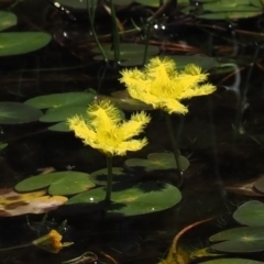 Nymphoides montana (Marshwort) at Tharwa, ACT - 6 Jan 2024 by RAllen