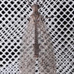 Glenoleon osmyloides (An antlion) at Jerrabomberra, NSW - 6 Jan 2024 by DianneClarke