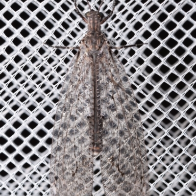 Glenoleon osmyloides (An antlion) at Jerrabomberra, NSW - 6 Jan 2024 by DianneClarke