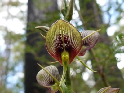 Cryptostylis erecta (Bonnet Orchid) at Parma Creek Nature Reserve - 6 Jan 2024 by RobG1