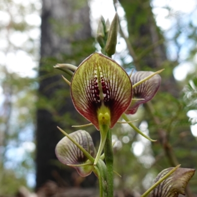 Cryptostylis erecta (Bonnet Orchid) at Parma Creek Nature Reserve - 6 Jan 2024 by RobG1