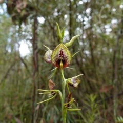 Cryptostylis erecta at Parma Creek Nature Reserve - 6 Jan 2024