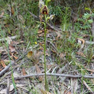 Cryptostylis erecta at Parma Creek Nature Reserve - suppressed