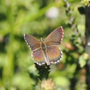 Neolucia hobartensis at Gibraltar Pines - 6 Jan 2024