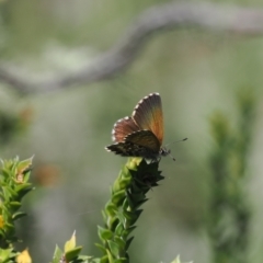 Neolucia hobartensis at Gibraltar Pines - 6 Jan 2024