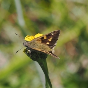 Hesperilla donnysa at Gibraltar Pines - suppressed