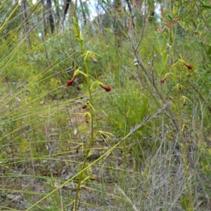 Cryptostylis subulata at Parma Creek Nature Reserve - 6 Jan 2024