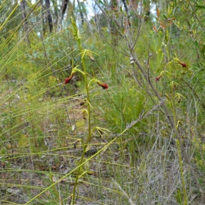 Cryptostylis subulata (Cow Orchid) at Parma Creek Nature Reserve - 6 Jan 2024 by RobG1