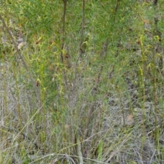 Cryptostylis subulata at Parma Creek Nature Reserve - 6 Jan 2024