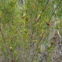 Cryptostylis subulata at Parma Creek Nature Reserve - suppressed