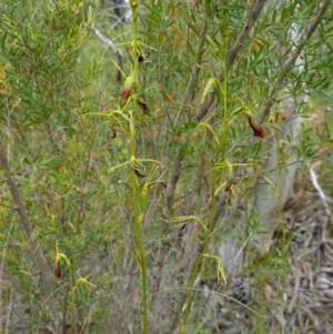 Cryptostylis subulata at Parma Creek Nature Reserve - 6 Jan 2024