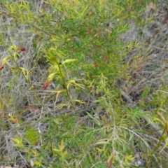 Cryptostylis subulata at Parma Creek Nature Reserve - 6 Jan 2024