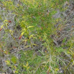 Cryptostylis subulata at Parma Creek Nature Reserve - 6 Jan 2024