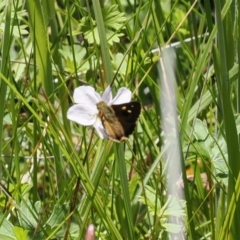 Timoconia flammeata (Bright Shield-skipper) at Tharwa, ACT - 6 Jan 2024 by RAllen