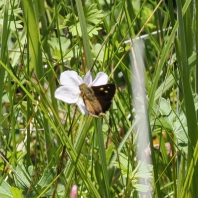 Timoconia flammeata (Bright Shield-skipper) at Tharwa, ACT - 6 Jan 2024 by RAllen