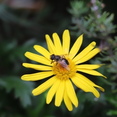 Eristalis tenax (Drone fly) at Cook, ACT - 17 Mar 2022 by Tammy