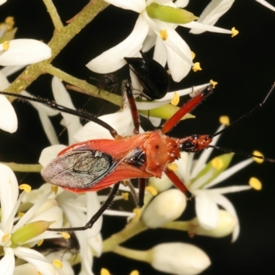 Gminatus australis (Orange assassin bug) at Ainslie, ACT - 6 Jan 2024 by jb2602