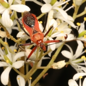 Gminatus australis at Mount Ainslie - 6 Jan 2024 05:25 PM