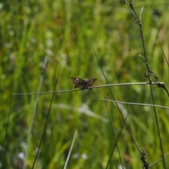 Hesperilla donnysa (Varied Sedge-skipper) at Gibraltar Pines - 6 Jan 2024 by RAllen