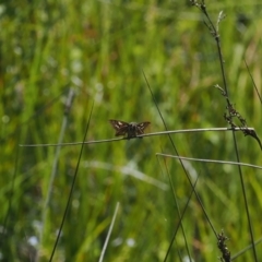 Hesperilla donnysa (Varied Sedge-skipper) at Gibraltar Pines - 6 Jan 2024 by RAllen