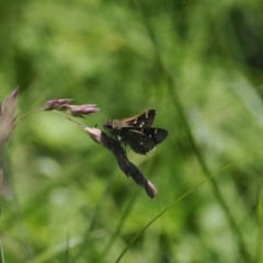 Pasma tasmanica (Two-spotted Grass-skipper) at Gibraltar Pines - 6 Jan 2024 by RAllen