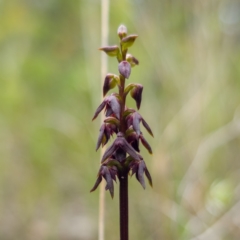 Corunastylis vernalis (East Lynne Midge Orchid) at Yerriyong, NSW - 6 Jan 2024 by RobG1