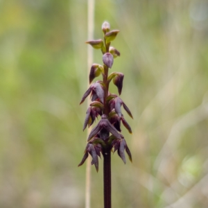 Corunastylis vernalis at Parma Creek Nature Reserve - suppressed