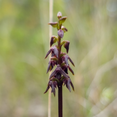 Corunastylis vernalis (East Lynne Midge Orchid) at Yerriyong, NSW - 6 Jan 2024 by RobG1