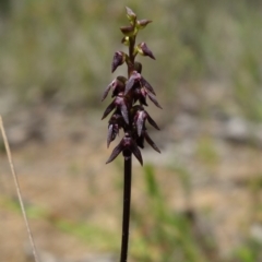 Corunastylis vernalis at Parma Creek Nature Reserve - suppressed