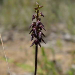 Corunastylis vernalis at Parma Creek Nature Reserve - 6 Jan 2024