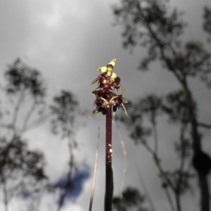 Corunastylis vernalis at Parma Creek Nature Reserve - suppressed