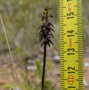 Corunastylis vernalis at Parma Creek Nature Reserve - 6 Jan 2024