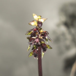 Corunastylis vernalis at Parma Creek Nature Reserve - suppressed