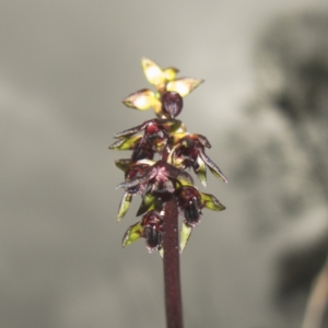 Corunastylis vernalis at Parma Creek Nature Reserve - 6 Jan 2024
