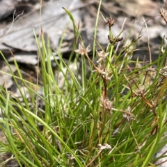 Schoenus apogon (Common Bog Sedge) at Cavan, NSW - 7 Jan 2024 by JaneR