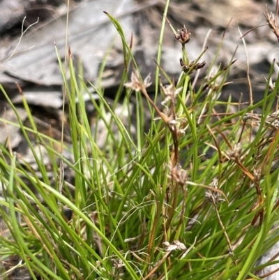 Schoenus apogon (Common Bog Sedge) at Cavan, NSW - 7 Jan 2024 by JaneR