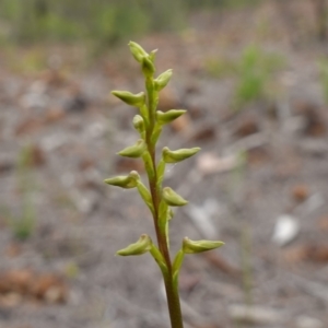 Corunastylis apostasioides at Jerrawangala National Park - suppressed