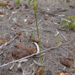 Corunastylis apostasioides at Jerrawangala National Park - suppressed