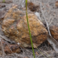 Corunastylis apostasioides at Jerrawangala National Park - suppressed