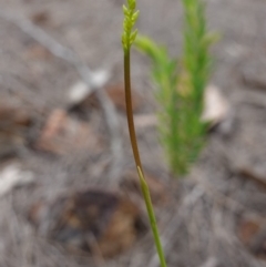 Corunastylis apostasioides at Jerrawangala National Park - suppressed