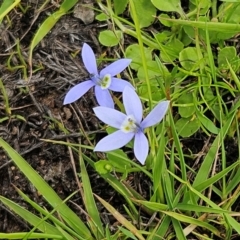 Isotoma fluviatilis subsp. australis (Swamp Isotome) at Whitlam, ACT - 6 Jan 2024 by sangio7